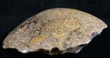 Polished Fossil Coral Head - Morocco #9331-2